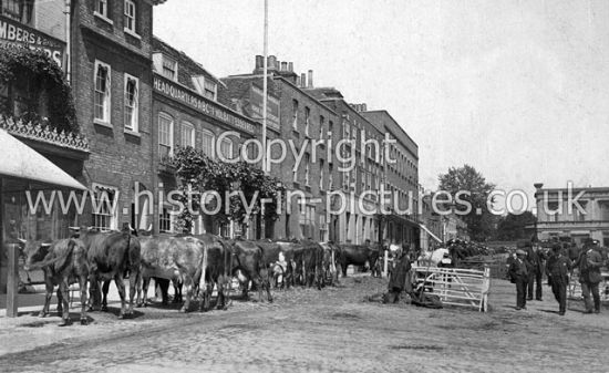 Agricultural show in the Corn Exchange, Market Square, Northampton. c.1890’s